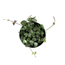 Load image into Gallery viewer, String of Hearts, 4in, Ceropegia woodii - Floral Acres Greenhouse & Garden Centre