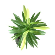 Load image into Gallery viewer, Easter Lily, 6in, with Pot Cover - Floral Acres Greenhouse & Garden Centre