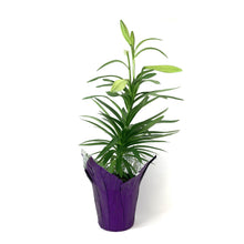 Load image into Gallery viewer, Easter Lily, 6in, with Pot Cover - Floral Acres Greenhouse & Garden Centre