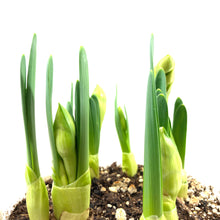 Load image into Gallery viewer, Daffodil, 6in, Bridal Crown - Floral Acres Greenhouse & Garden Centre