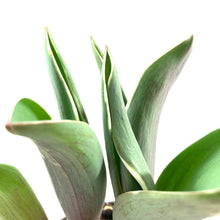 Load image into Gallery viewer, Tulip, 4in, Pretty Princess Planted Bulb - Floral Acres Greenhouse & Garden Centre