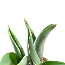 Load image into Gallery viewer, Tulip, 4in, Pretty Princess Planted Bulb - Floral Acres Greenhouse & Garden Centre
