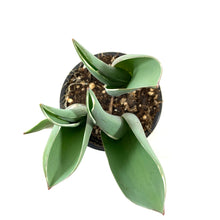 Load image into Gallery viewer, Tulip, 4in, Pretty Princess Planted Bulb - Floral Acres Greenhouse & Garden Centre