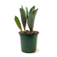Load image into Gallery viewer, Tulip, 4in, Pretty Princess Planted Bulb - Floral Acres Greenhouse & Garden Centre