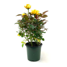 Load image into Gallery viewer, Pot Rose, 4in, Assorted Colours - Floral Acres Greenhouse & Garden Centre