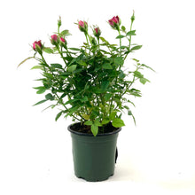 Load image into Gallery viewer, Pot Rose, 4in, Assorted Colours - Floral Acres Greenhouse & Garden Centre