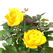 Load image into Gallery viewer, Pot Rose, 4in, Assorted Colours - Floral Acres Greenhouse & Garden Centre