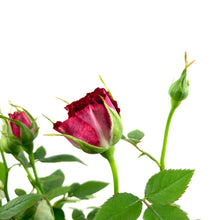 Load image into Gallery viewer, Pot Rose, 4in, Assorted Colours - Floral Acres Greenhouse & Garden Centre