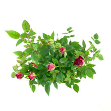Load image into Gallery viewer, Pot Rose, 4in, Assorted Colours - Floral Acres Greenhouse & Garden Centre
