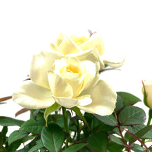 Load image into Gallery viewer, Pot Rose, 4in, Assorted Colours - Floral Acres Greenhouse & Garden Centre