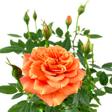 Load image into Gallery viewer, Pot Rose, 4in, Assorted Colours - Floral Acres Greenhouse & Garden Centre