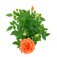 Load image into Gallery viewer, Pot Rose, 4in, Assorted Colours - Floral Acres Greenhouse & Garden Centre