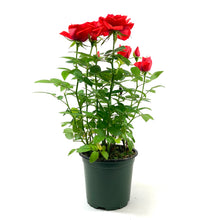 Load image into Gallery viewer, Pot Rose, 4in, Assorted Colours - Floral Acres Greenhouse & Garden Centre