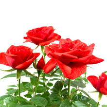 Load image into Gallery viewer, Pot Rose, 4in, Assorted Colours - Floral Acres Greenhouse & Garden Centre