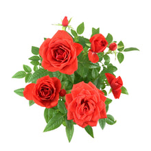 Load image into Gallery viewer, Pot Rose, 4in, Assorted Colours - Floral Acres Greenhouse & Garden Centre