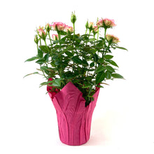 Load image into Gallery viewer, Pot Rose, 4in, Assorted Colours - Floral Acres Greenhouse & Garden Centre