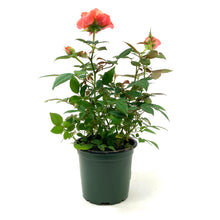 Load image into Gallery viewer, Pot Rose, 4in, Assorted Colours - Floral Acres Greenhouse & Garden Centre