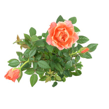 Load image into Gallery viewer, Pot Rose, 4in, Assorted Colours - Floral Acres Greenhouse & Garden Centre