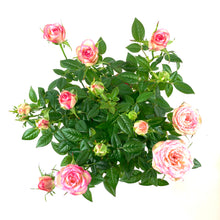 Load image into Gallery viewer, Pot Rose, 4in, Assorted Colours - Floral Acres Greenhouse & Garden Centre