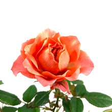 Load image into Gallery viewer, Pot Rose, 4in, Assorted Colours - Floral Acres Greenhouse & Garden Centre