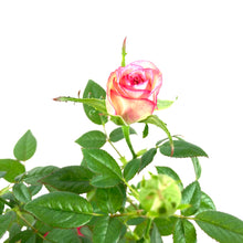 Load image into Gallery viewer, Pot Rose, 4in, Assorted Colours - Floral Acres Greenhouse & Garden Centre