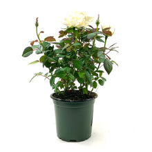 Load image into Gallery viewer, Pot Rose, 4in, Assorted Colours - Floral Acres Greenhouse & Garden Centre