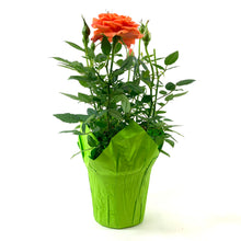 Load image into Gallery viewer, Pot Rose, 4in, Assorted Colours - Floral Acres Greenhouse & Garden Centre