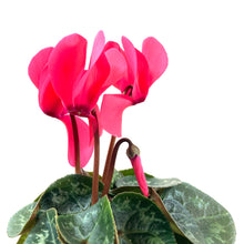 Load image into Gallery viewer, Cyclamen, 4in, Persicum - Floral Acres Greenhouse & Garden Centre