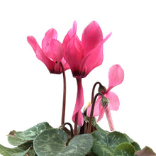 Load image into Gallery viewer, Cyclamen, 4in, Persicum - Floral Acres Greenhouse & Garden Centre