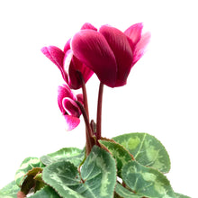 Load image into Gallery viewer, Cyclamen, 4in, Persicum - Floral Acres Greenhouse & Garden Centre