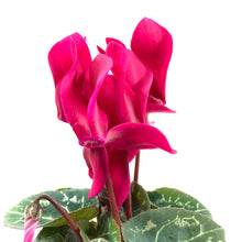 Load image into Gallery viewer, Cyclamen, 4in, Persicum - Floral Acres Greenhouse & Garden Centre