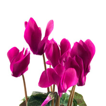 Load image into Gallery viewer, Cyclamen, 4in, Persicum - Floral Acres Greenhouse & Garden Centre