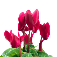 Load image into Gallery viewer, Cyclamen, 4in, Persicum - Floral Acres Greenhouse & Garden Centre