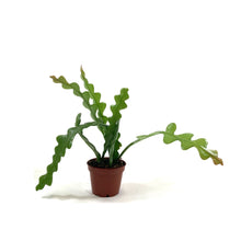 Load image into Gallery viewer, Fishbone Cactus, 2.5in - Floral Acres Greenhouse & Garden Centre