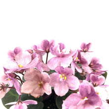 Load image into Gallery viewer, African Violet, 2.5in - Floral Acres Greenhouse & Garden Centre