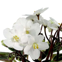 Load image into Gallery viewer, African Violet, 2.5in