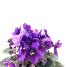 Load image into Gallery viewer, African Violet, 2.5in - Floral Acres Greenhouse & Garden Centre
