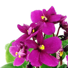 Load image into Gallery viewer, African Violet, 2.5in