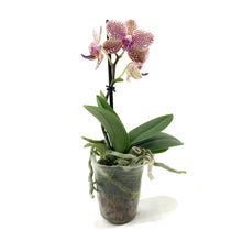 Load image into Gallery viewer, Orchid, 2.5in - Floral Acres Greenhouse & Garden Centre