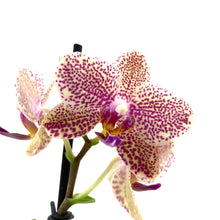 Load image into Gallery viewer, Orchid, 2.5in - Floral Acres Greenhouse & Garden Centre