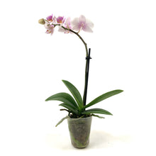 Load image into Gallery viewer, Orchid, 2.5in - Floral Acres Greenhouse & Garden Centre