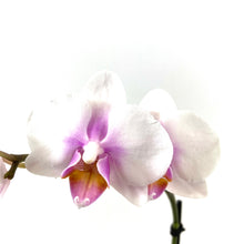 Load image into Gallery viewer, Orchid, 2.5in - Floral Acres Greenhouse & Garden Centre