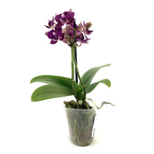 Load image into Gallery viewer, Orchid, 2.5in - Floral Acres Greenhouse & Garden Centre