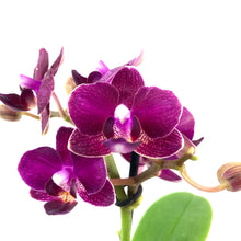 Load image into Gallery viewer, Orchid, 2.5in - Floral Acres Greenhouse & Garden Centre