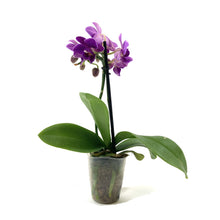 Load image into Gallery viewer, Orchid, 2.5in - Floral Acres Greenhouse & Garden Centre