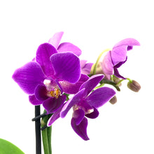 Load image into Gallery viewer, Orchid, 2.5in - Floral Acres Greenhouse & Garden Centre