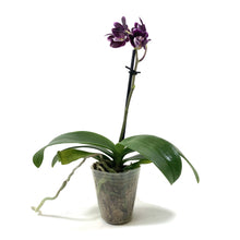 Load image into Gallery viewer, Orchid, 2.5in - Floral Acres Greenhouse & Garden Centre