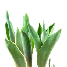 Load image into Gallery viewer, Tulip, 6in, Couleur Cardinal Planted Bulb - Floral Acres Greenhouse & Garden Centre