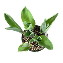 Load image into Gallery viewer, Tulip, 6in, Couleur Cardinal Planted Bulb - Floral Acres Greenhouse & Garden Centre