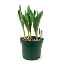 Load image into Gallery viewer, Tulip, 6in, Couleur Cardinal Planted Bulb - Floral Acres Greenhouse & Garden Centre